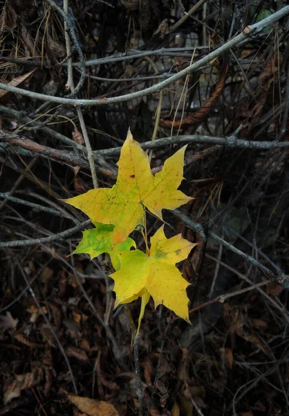 Yellow Fallen Leaves Stems Hedge Bushes Late Autumn — Stock Photo, Image