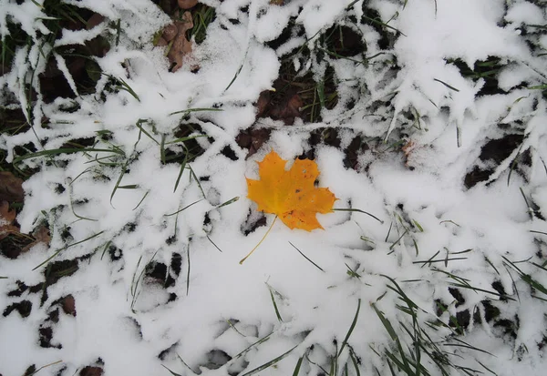 Τελευταία Πέσει Κίτρινο Φύλλο Ένα Πρώτο Χιόνι Ένα Πράσινο Γρασίδι — Φωτογραφία Αρχείου