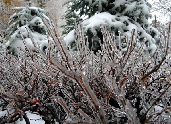 树枝上贴着冰冻冰块的灌木和树木 — 图库照片