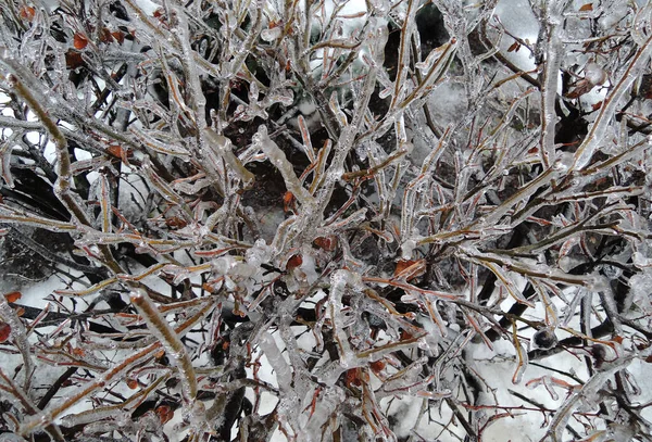 Concha Gelo Transparente Torno Arbusto Decorre Manhã Depois Uma Tempestade — Fotografia de Stock