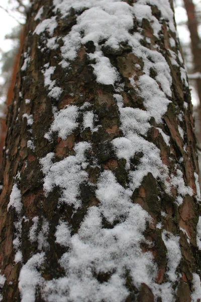 Кора Соснового Дерева Покрита Снігом Вид Знизу Вертикальне Фото — стокове фото