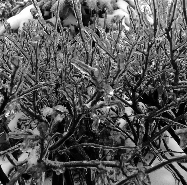 Ice Shell Cover Bush Branches Grayscale Foto Stock — Fotografia de Stock
