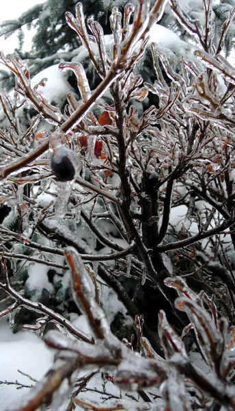 Bush Stems Black Berries Καλυμμένα Πάγο Μετά Την Κρύα Καταιγίδα — Φωτογραφία Αρχείου