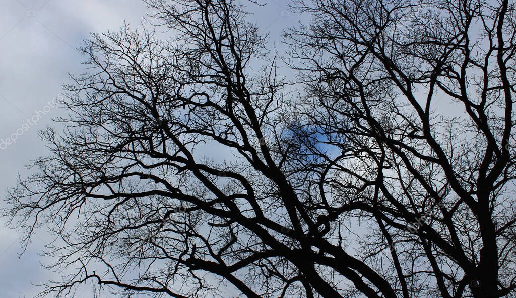 Ramas Entrelazadas De Un Viejo Rbol Ramificado Desnudo Bajo Nubes Grises En Silueta