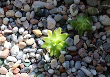 A strong sprout under the rays of the sun and a stunted plant in the shade on a smooth rocks top view. Surviving in nature concept