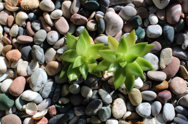 Morning ray of sun illuminates two young strong plants, sprouted over pebble stones 