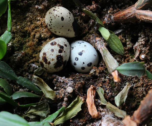 Maskierte Eier Mit Flecken Nahe Der Wurzel Einer Tropischen Pflanze — Stockfoto