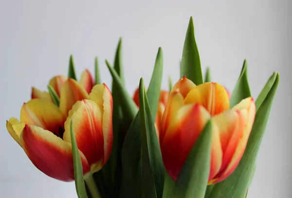 Red Yellow Tulips In A Bunch Isolated Over White Hi-Res Stock Photo