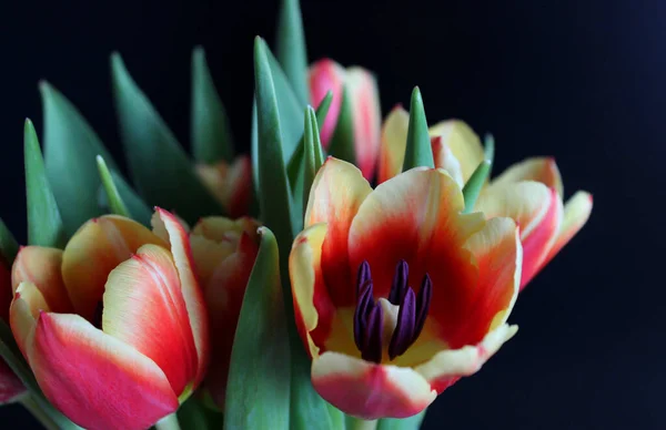 Kwitnące Kolorowe Kwiaty Tulipan Czerwonymi Żółtymi Płatkami Fioletowe Stameny Czarnym — Zdjęcie stockowe