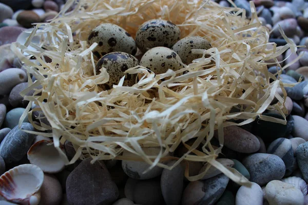 ロッキー地上の巣のスポットがある5つの鳥の卵クローズアップビュー — ストック写真