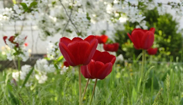 Tulipanes Florecientes Crecimiento Bajo Cerezo Floreciente — Foto de Stock