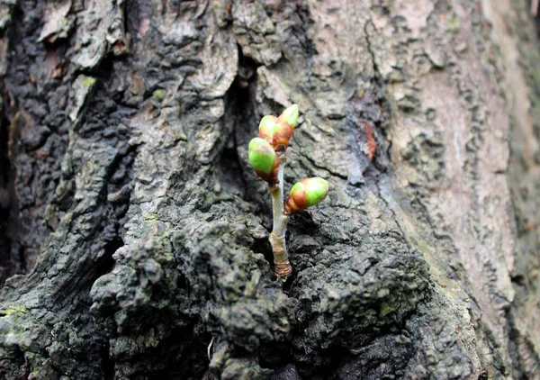 古い樹皮を通して宝石化プロセスの成長における木の芽ストックフォトを閉じます — ストック写真
