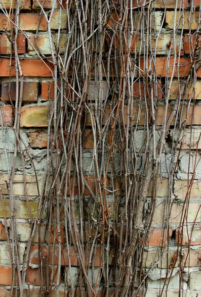 レンガの壁の表面にブドウを織るのストレート枝 — ストック写真