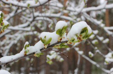 Bahar havası sürprizleri. Beklenmedik bir kar yağışı ilk yapraklarla birlikte ağaç tomurcuklarını kapladı