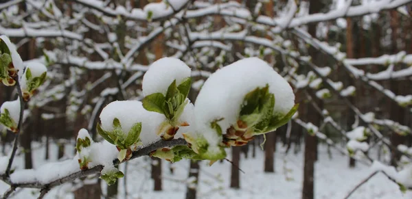 Brotes Primavera Con Hojas Verdes Debajo Las Gorras Nieve Cerca —  Fotos de Stock