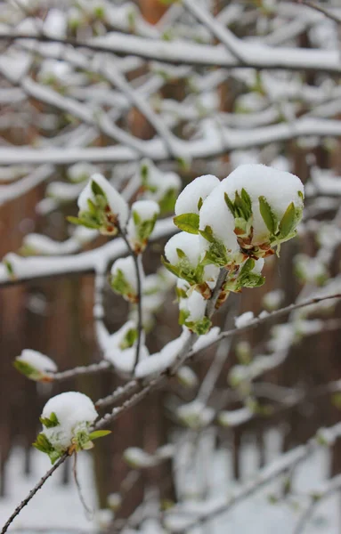 春雪过后 树上几乎没有开花的芽被雪覆盖着 — 图库照片