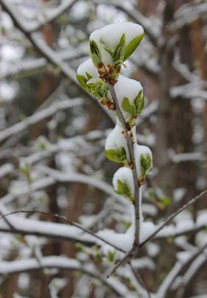 Rama Del Árbol Con Nieve Cubierto Suave Primero Hojas Primer —  Fotos de Stock