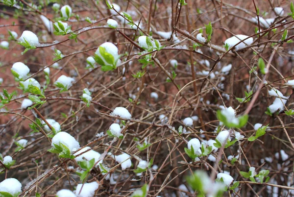 Bush Gałęzie Młodych Zielonych Pąków Pod Śniegiem Czapki Tekstury Tła — Zdjęcie stockowe