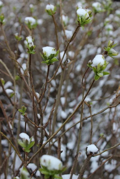 Młode Pąki Pierwszymi Liśćmi Gałęziach Pokrytych Śniegiem — Zdjęcie stockowe