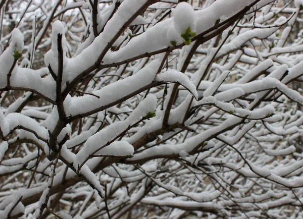 Ramas Arbustos Bajo Nieve Después Nevadas Textura Fondo —  Fotos de Stock