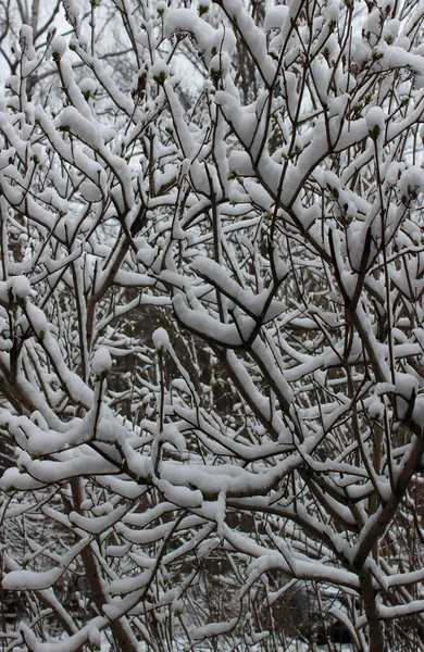 Drzewo Gałęzie Małych Zielonych Pąków Pod Pokrywą Śniegu Tekstury Tła — Zdjęcie stockowe