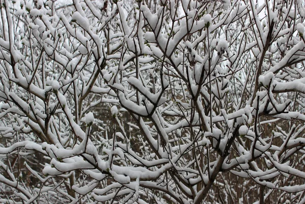 Patrón Ramas Bush Cubiertas Con Nieve Polvo — Foto de Stock