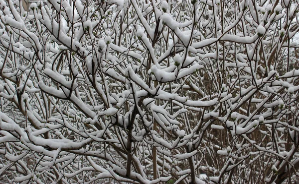 稀疏的灌木树枝上覆盖着一层雪白的背景 — 图库照片