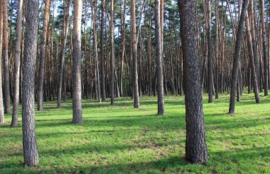 Sabahın erken saatlerinde sulu çimlerle kaplı çam ormanı.