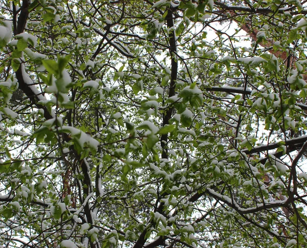 Spring Weather Surprises Unexpected Snowfall Covered Tree Green Leaves — Stock Photo, Image