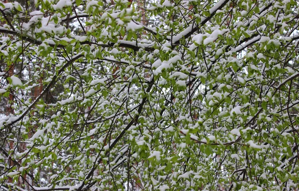 Groene Bladeren Een Boom Takken Bedekt Met Sneeuw Het Voorjaar — Stockfoto