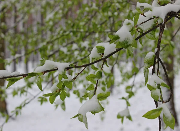Гілка Дерева Молодим Зеленим Листям Під Шаром Снігу Після Весняного — стокове фото