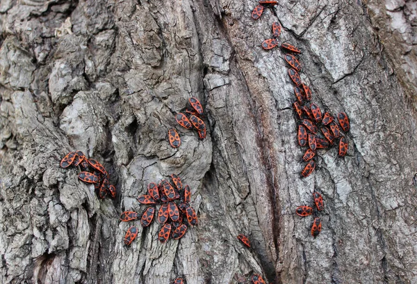 Textura Casca Velha Árvore Com Grupos Insetos Vermelhos Foto Stock — Fotografia de Stock