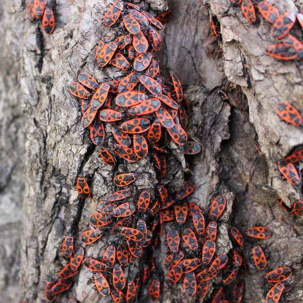 Colony Red Bugs Pyrrhocoris Tree Closeup Square Photo — Stock Photo, Image