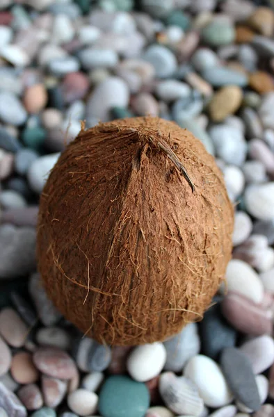Kokosový Ořech Celou Skořápkou Stojí Vzhůru Nohama Mořských Skalách Smíchaných — Stock fotografie