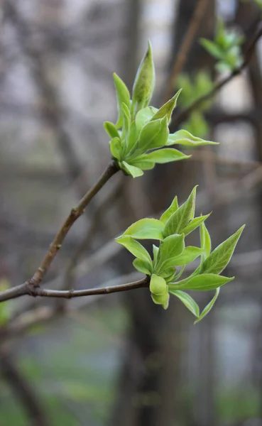 Piękno Miękkie Liście Gałęzi Drzewa Czasie Wiosny Szczegółowe Zdjęcie — Zdjęcie stockowe