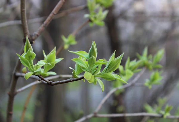 Tenké Větve Stromu Prvními Jarními Pupeny Květy — Stock fotografie