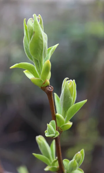 Zelené Pupeny Měkkými Jarními Listy Větvi Stromu Makro Shot — Stock fotografie