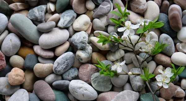 Zweig Mit Weißen Kirschblüten Und Weichen Blättern Auf Farbigen Steinen — Stockfoto