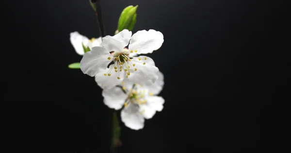 stock image Macro Shot Of Inflorescence Of Cherry Tree Flowers Isolated On Black 