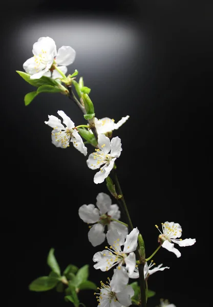Thin Branch Fruit Tree Blossom Detailed View Black Background — Stock Photo, Image