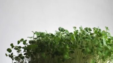 Mikroyeşillikler Beyaz Arkaplan Kapanışı 4K Video 'da İzole Edilmiş Çevresinde Dönüyor 