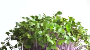 Kohlrabi Microgreens 'in 4K Videosu Violet Stems' le Dönüşümlü Makro Çekimler 