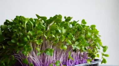 Microgreens Kohlrabi 'nin Dönüşümlü Yaklaşma Görüntüsü Beyaz Arkaplan 4K Video' da İzole Edildi 