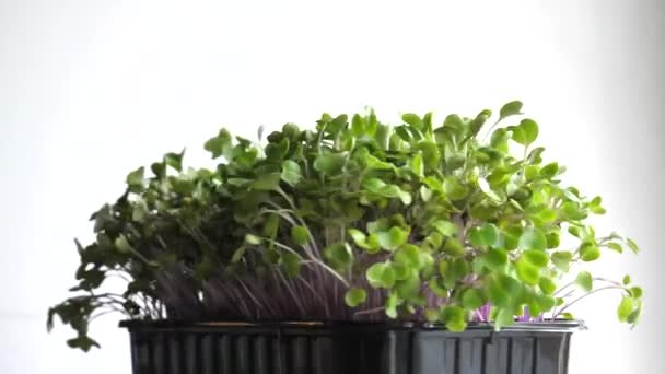 Rotación Kohlrabi Microgreens Video Contenedor Rectangular Plástico Resolución — Vídeos de Stock