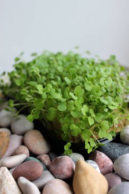 Yumuşak Çakıl Taşları Dikey Stok Fotoğrafları Arasında Dekoratif Mikro Yeşillikler Büyüyor