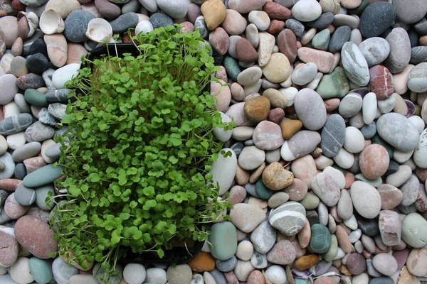 Bunch Microgreens Plastic Rectangular Container Smooth Stones Stock Fotka Background — Stock fotografie