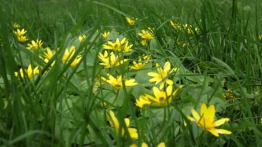 Yaklaşan 4K 'lık rüzgâr videosu, içinde çiçek açan bir demet Marigold' un yetiştiği çayır çimlerini sallıyor.