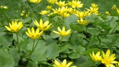 Küçük Sarı Marigold Marigold Çiçekleri Yağmurdan Önce Sert Rüzgarda Titriyor 4K klibi Rüzgarın orijinal sesiyle
