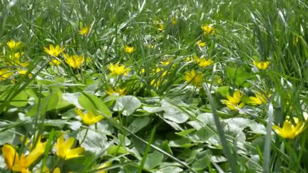 Video Kvetoucí Žluté Marsh Marigold Čerstvé Zelené Trávy Třepání Silném — Stock video