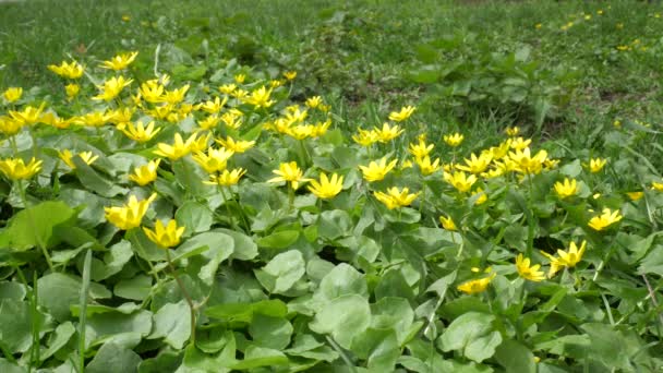 Video Blooming Caltha Palustris Yellow Marigold Flowers Waving Wind Meadow — ストック動画